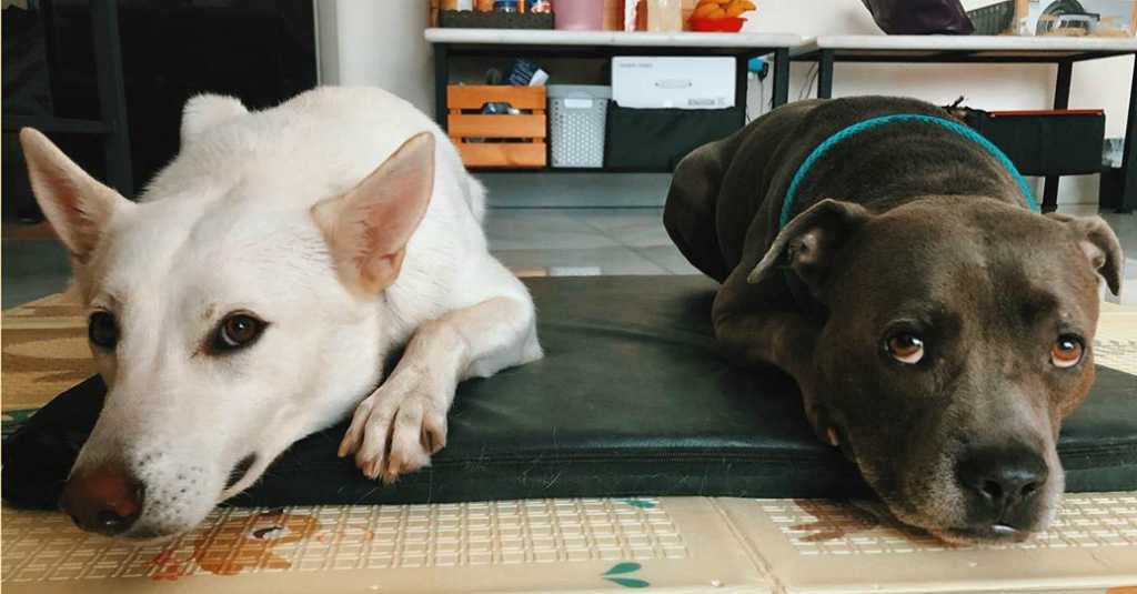 Kisah Persahabatan Anjing dan Manusia Yang Manis, Segera Tayang di Bioskop!  - Layar.id