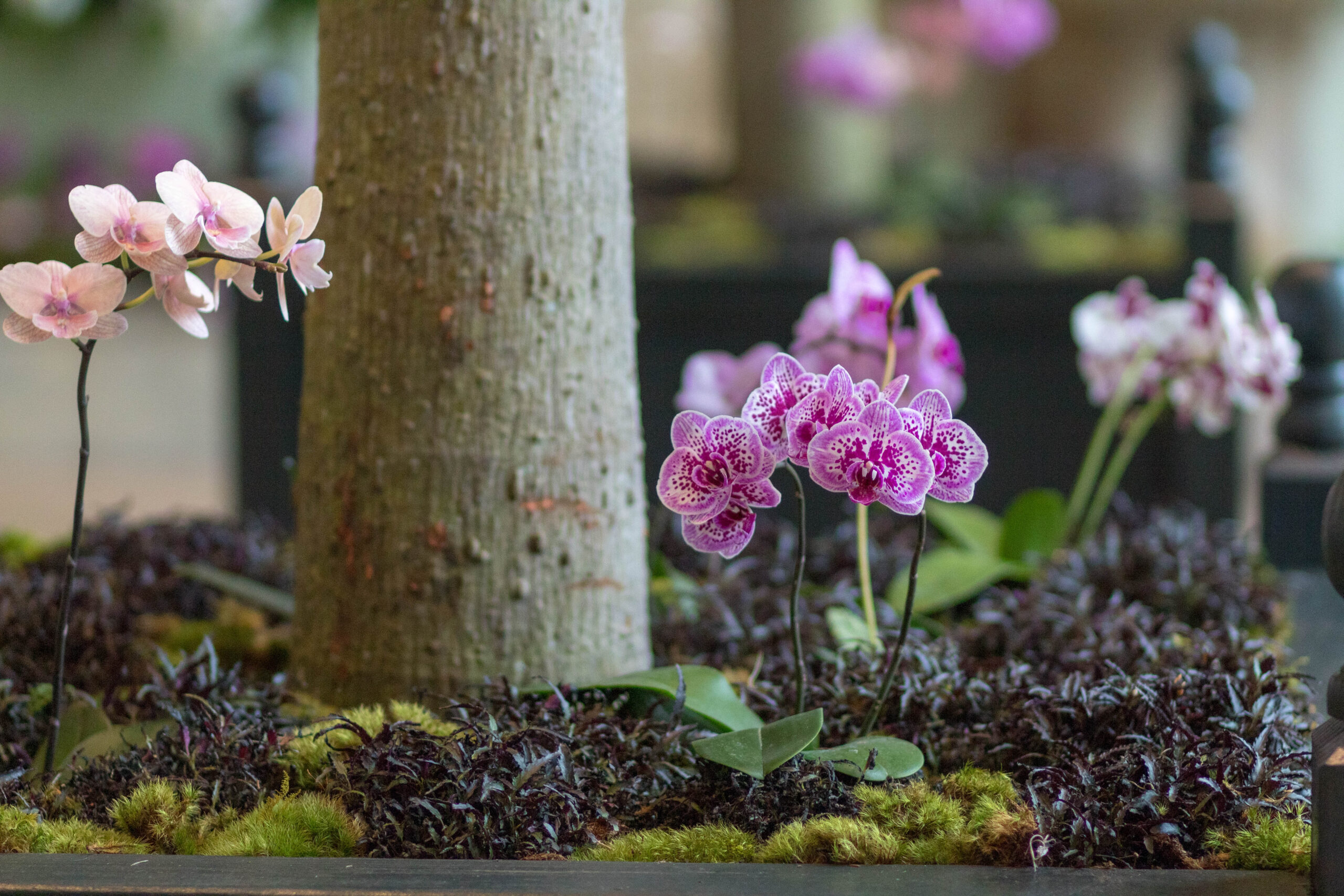 Orchids in the Mansion at Cheekwood | A Garden in Progress