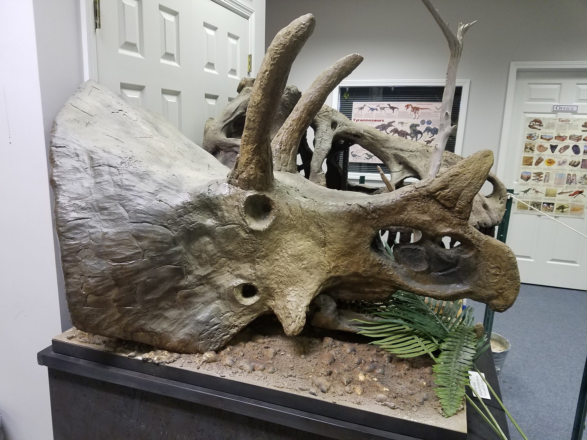 Dinosaurs?! Earth Experience Reopens in Murfreesboro - Nashville ...