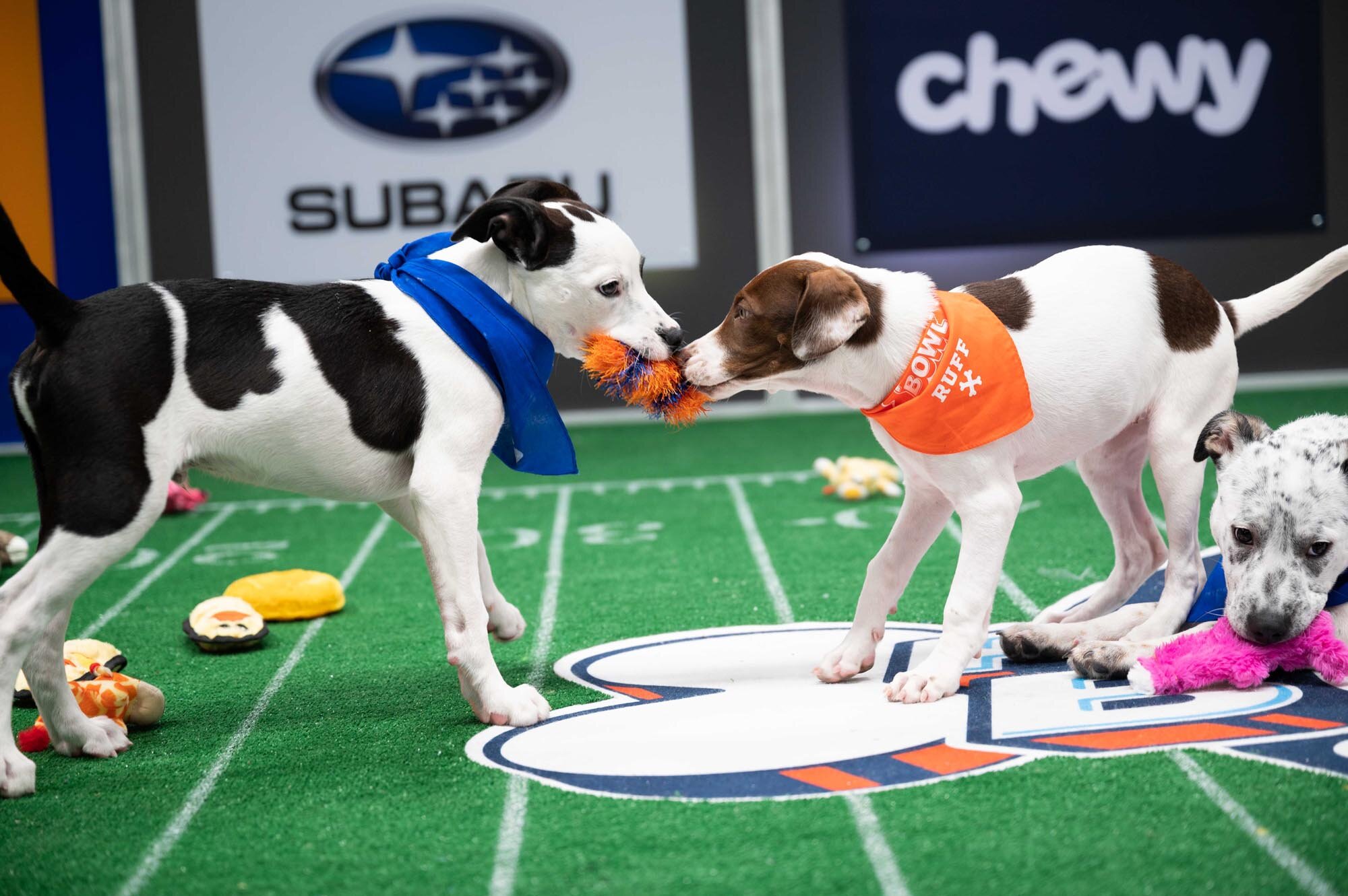 Puppy Bowl 2021: Photos of every puppy competing | EW.com