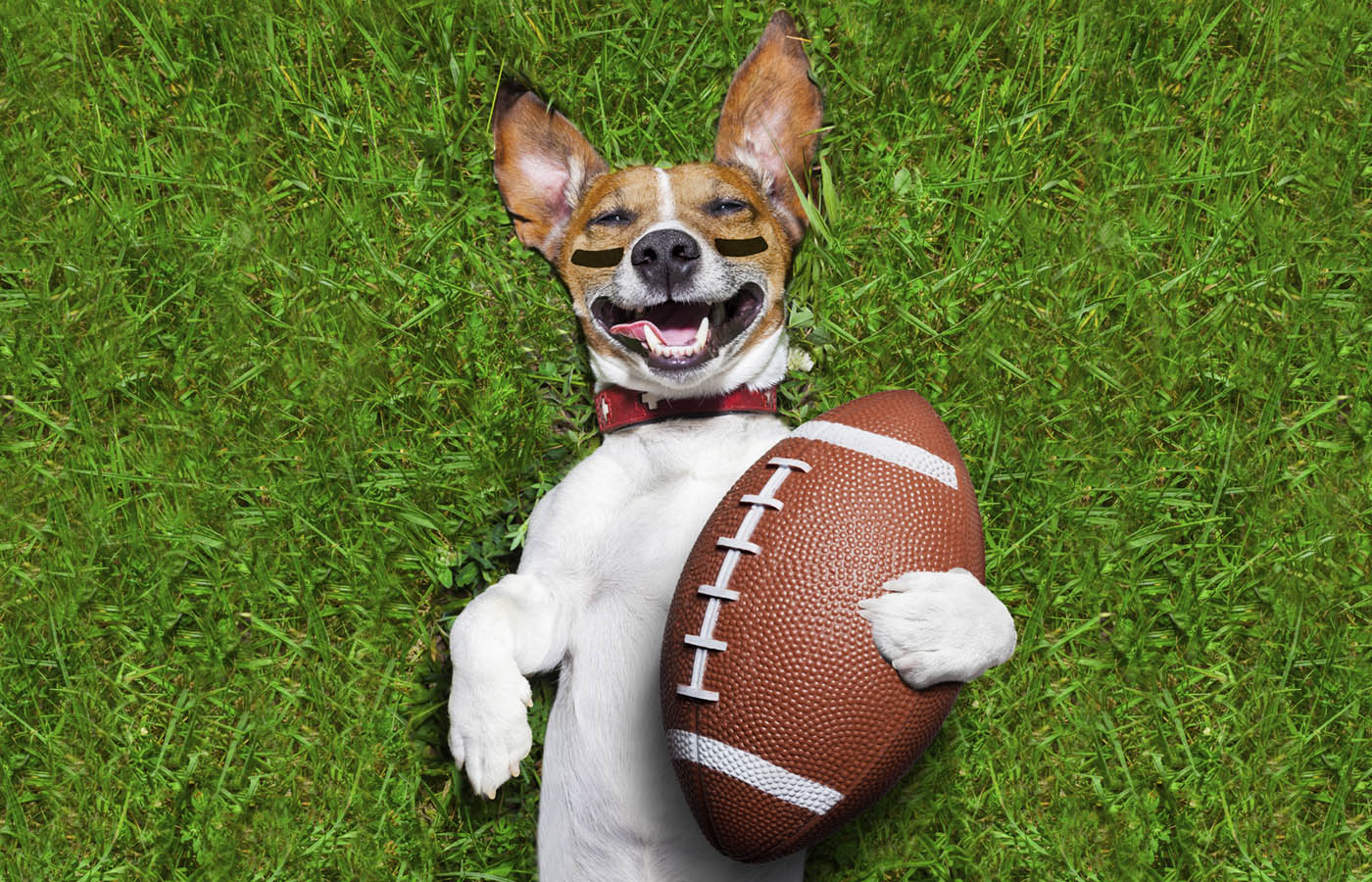 Everything You Need To Know About This Year's Puppy Bowl