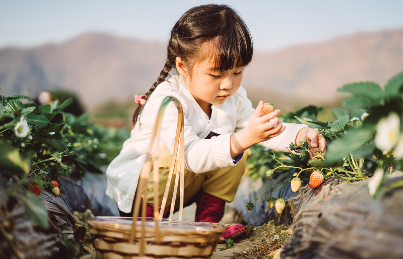 Let's Go Berry Picking in Middle Tennessee!