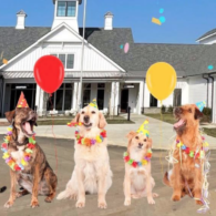 Williamson County Animal Center is a new facility opening February 29 in Franklin.