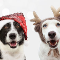 Pet Photos with Santa