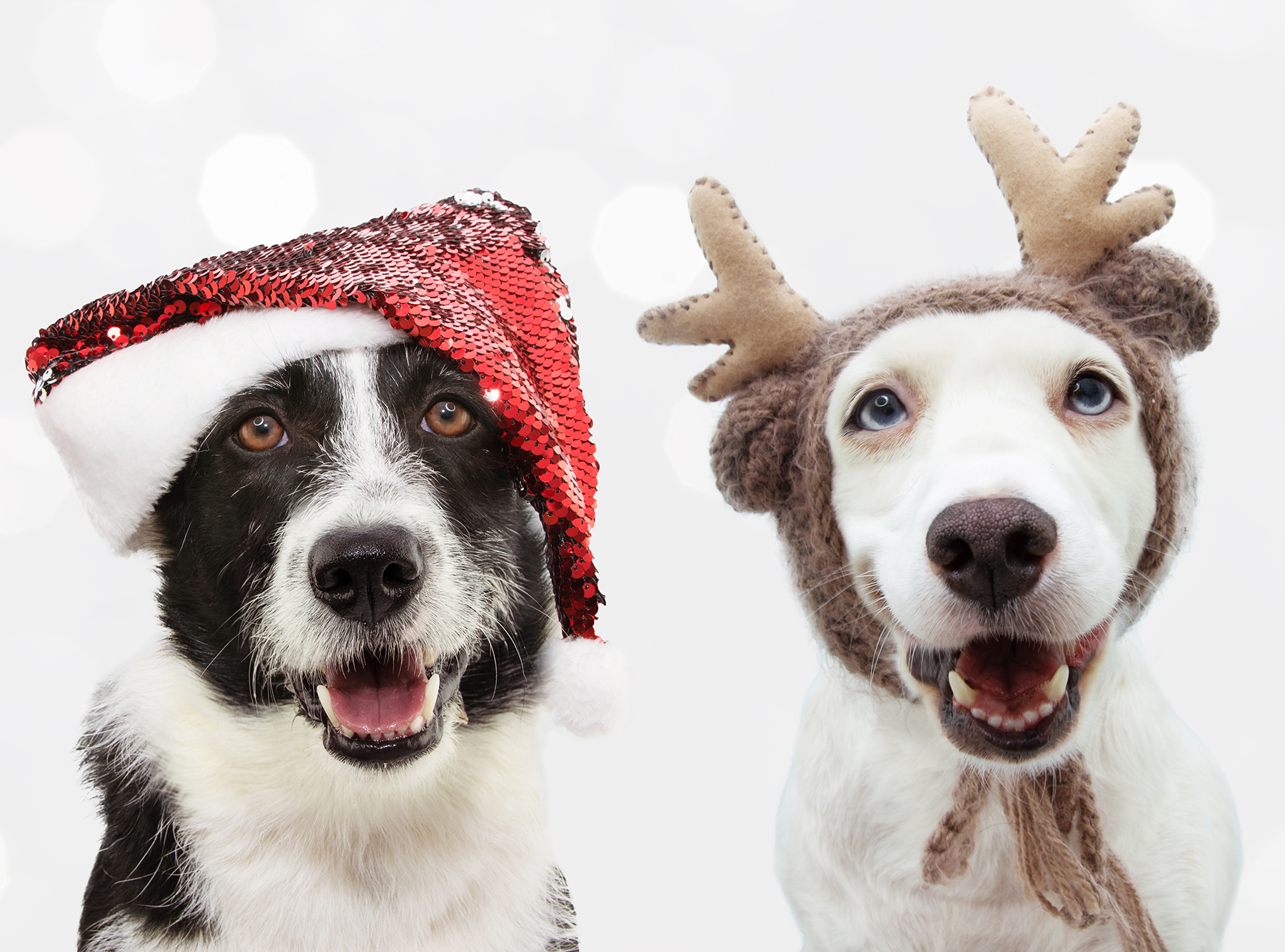 Pet Photos with Santa